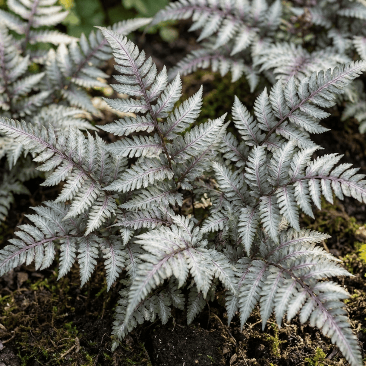 Set of 3 or 6 Japanese Painted Fern Athyrium Pewter Lace Plants, Hardy Shade Perennial, 1 Litre Root Ball - Frankton's