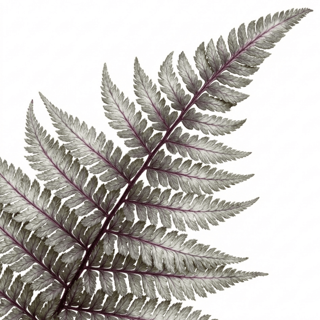 Set of 3 or 6 Japanese Painted Fern Athyrium Pewter Lace Plants, Hardy Shade Perennial, 1 Litre Root Ball - Frankton's
