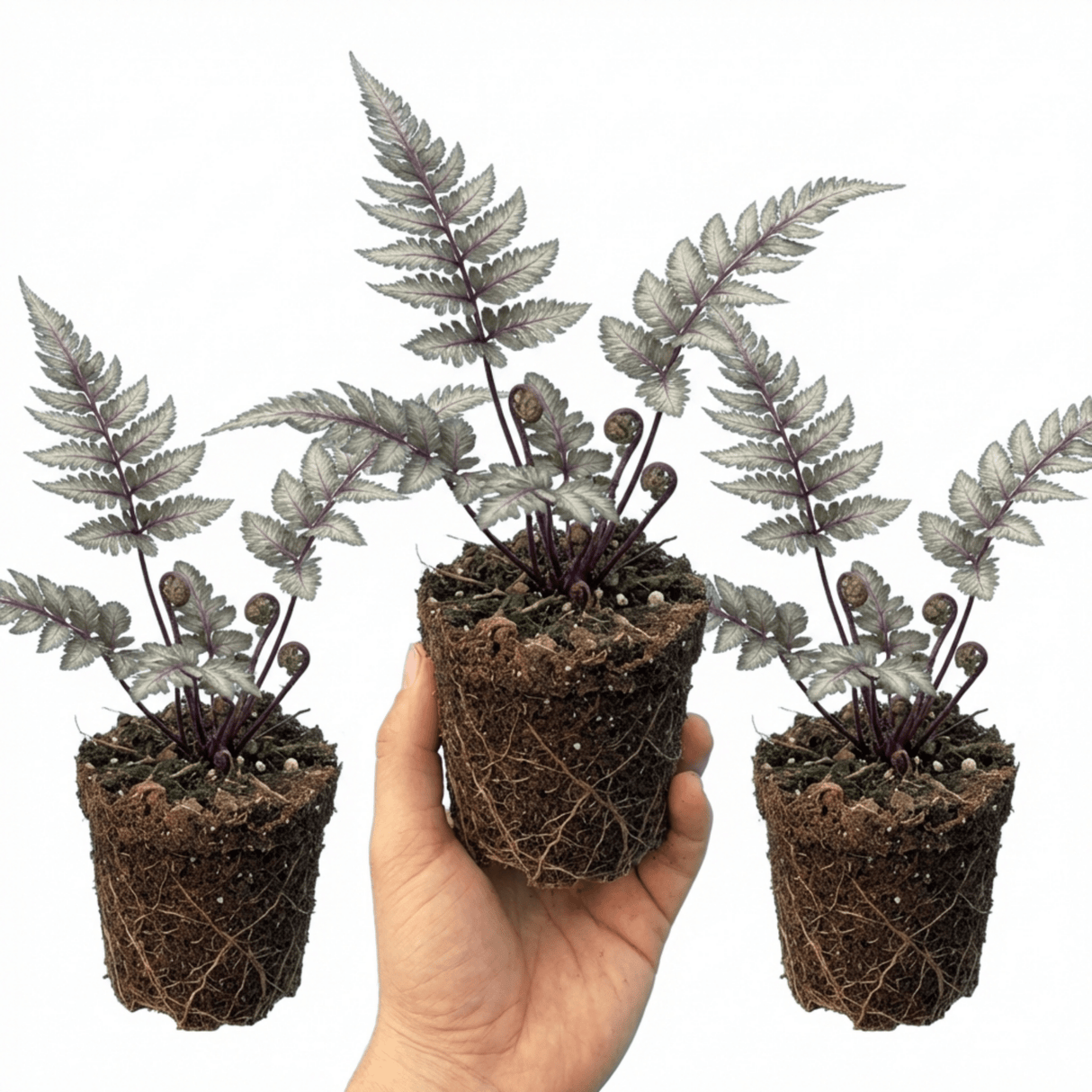Set of 3 or 6 Japanese Painted Fern Athyrium Pewter Lace Plants, Hardy Shade Perennial, 1 Litre Root Ball - Frankton's