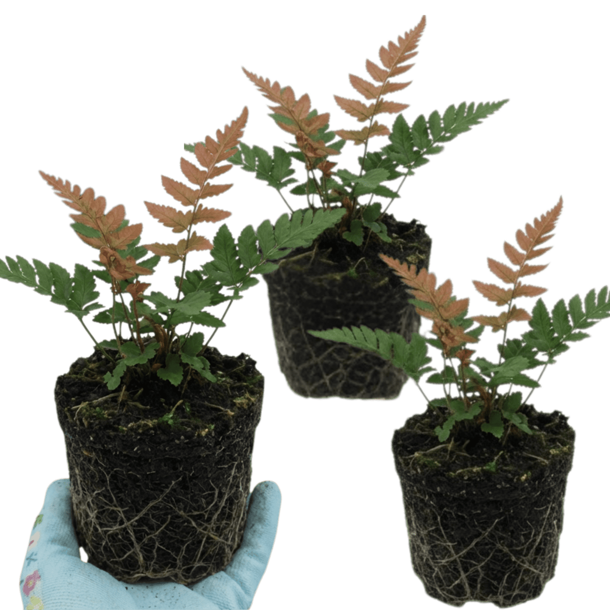 Set of 3 or 6 Japanese Shield Fern Dryopteris Erythrosora Prolifica, Hardy Shade Perennial Plants, 1 Litre Root Ball - Frankton's