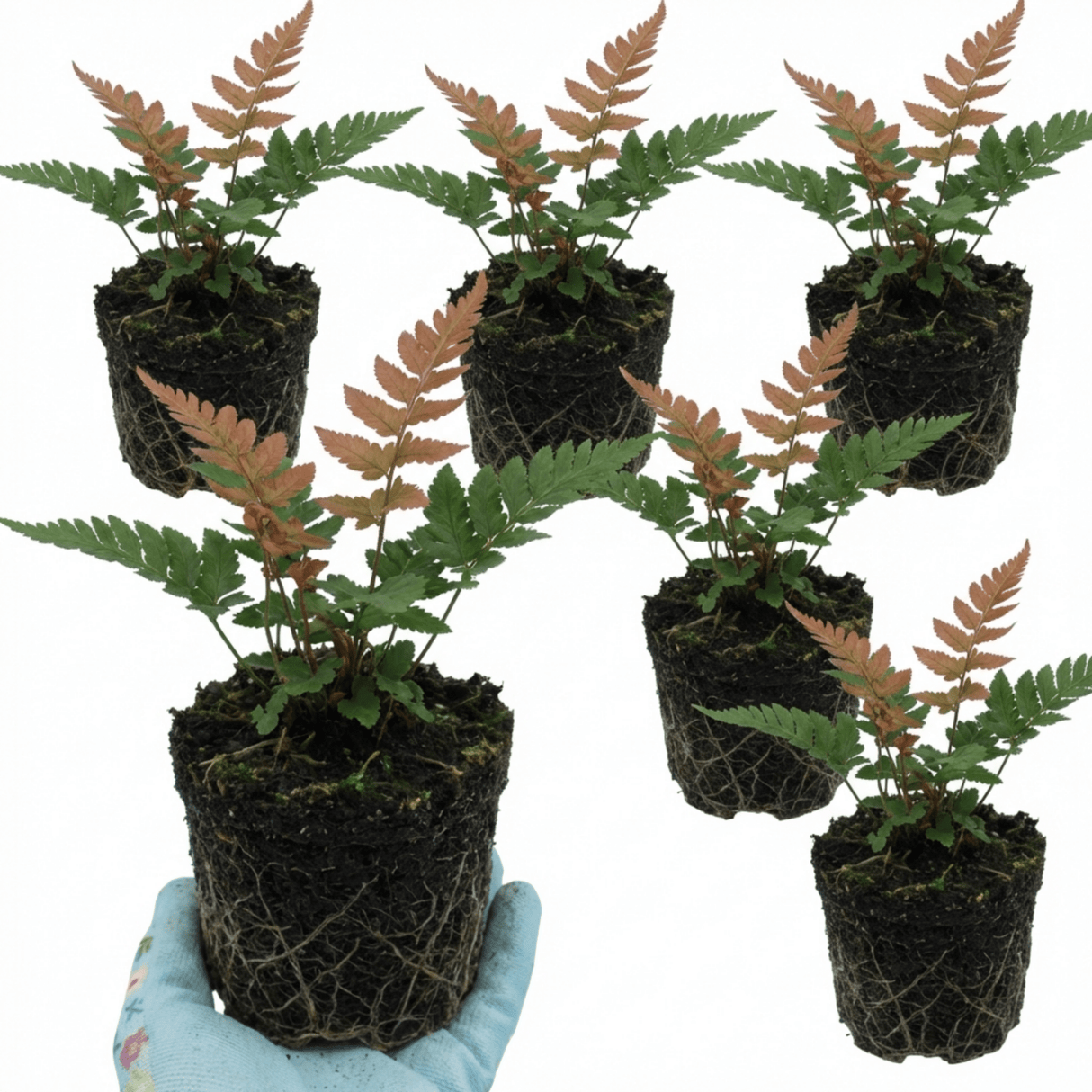 Set of 3 or 6 Japanese Shield Fern Dryopteris Erythrosora Prolifica, Hardy Shade Perennial Plants, 1 Litre Root Ball - Frankton's