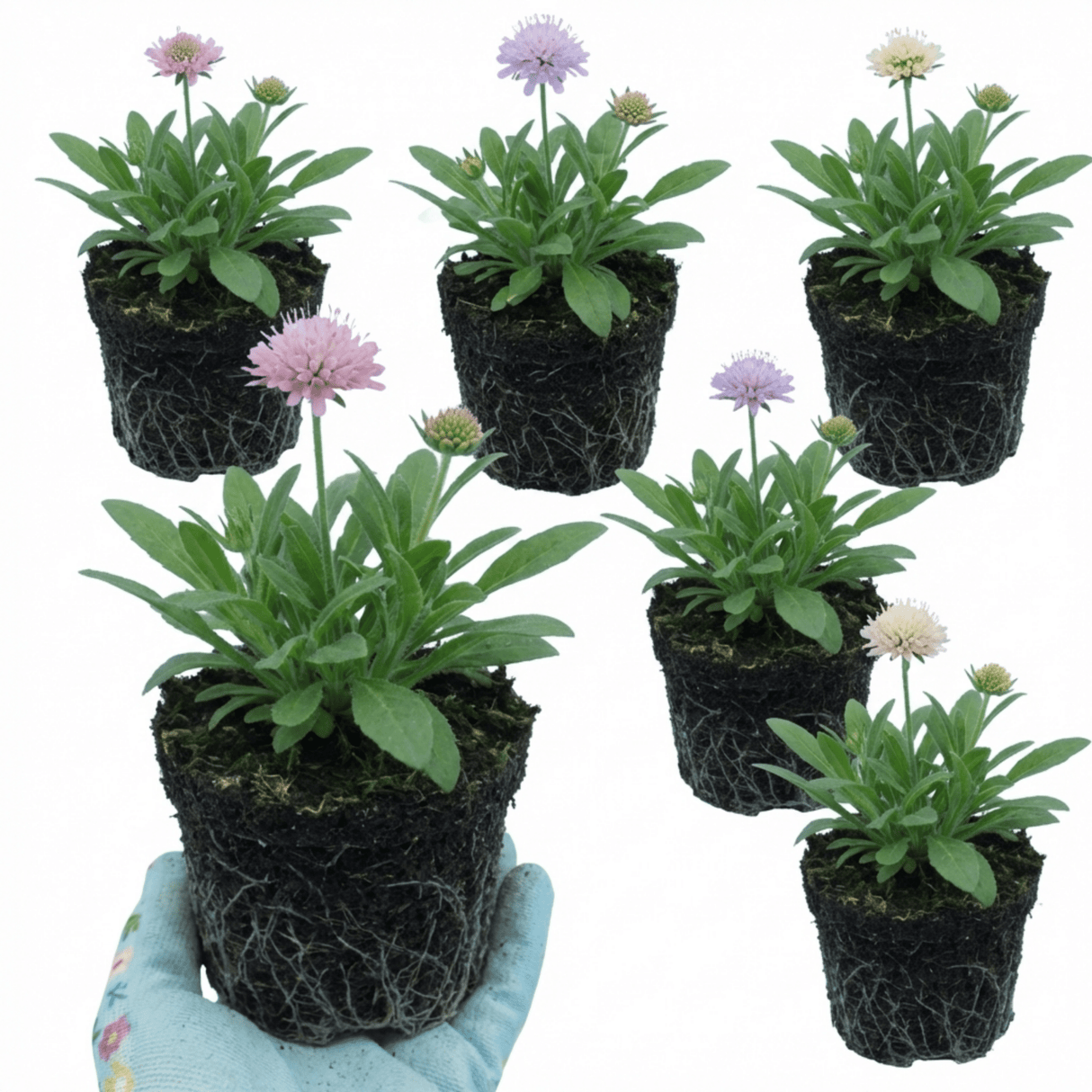 Set of 3 or 6 Knautia Macedonica Melton Pastels Plants, Bee-Friendly Hardy Perennial Scabious, Summer Flowering, 11cm or 1L Root Ball - Frankton's