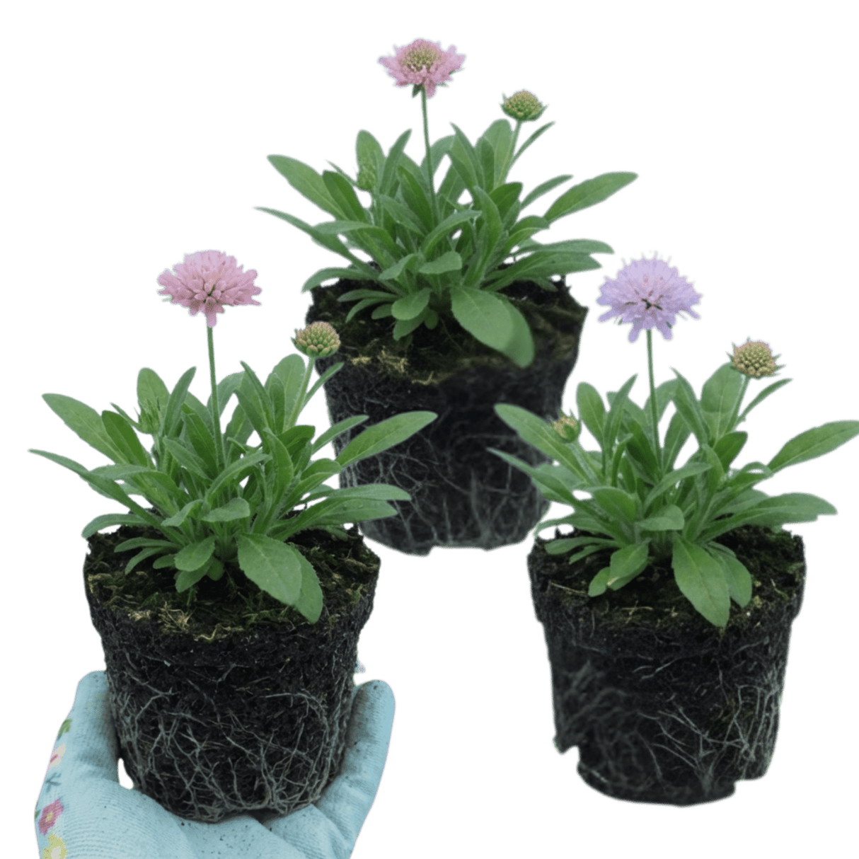 Set of 3 or 6 Knautia Macedonica Melton Pastels Plants, Bee-Friendly Hardy Perennial Scabious, Summer Flowering, 11cm or 1L Root Ball - Frankton's