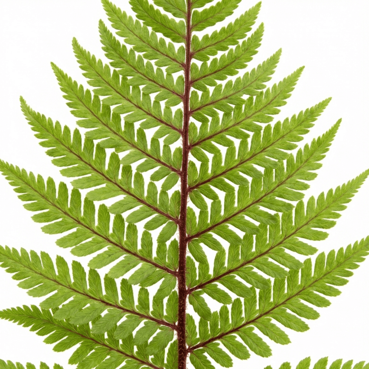 Set of 3 or 6 Lady Fern Athyrium Lady in Red Hardy Perennial Plants, Shade Garden Ready, Outdoor Fern, 11cm or 1L Root Ball - Frankton's
