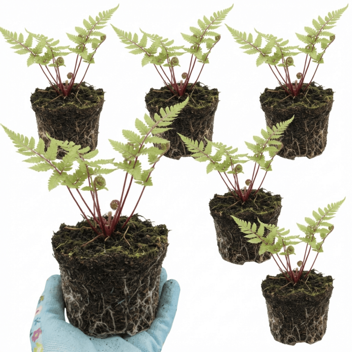 Set of 3 or 6 Lady Fern Athyrium Lady in Red Hardy Perennial Plants, Shade Garden Ready, Outdoor Fern, 11cm or 1L Root Ball - Frankton's