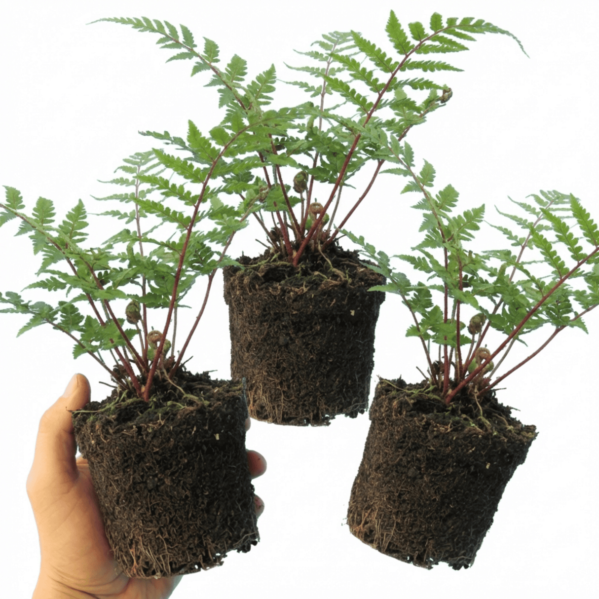 Set of 3 or 6 Lady Fern Athyrium Lady in Red Hardy Perennial Plants, Shade Garden Ready, Outdoor Fern, 11cm or 1L Root Ball - Frankton's