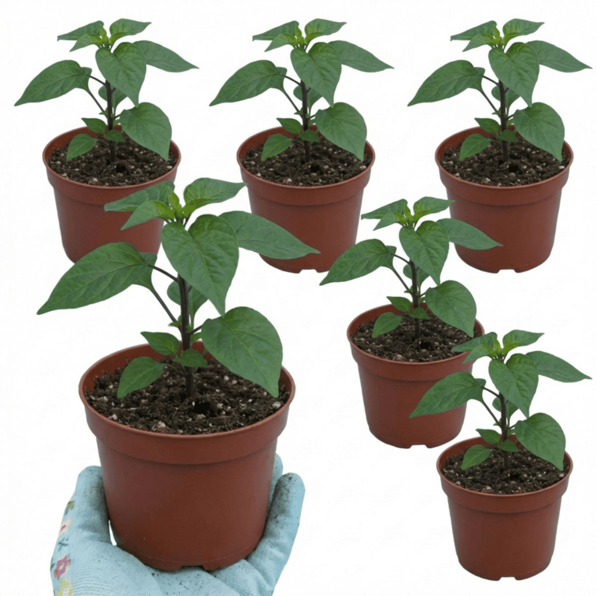 Set of 3 or 6 Large Chilli Pepper Plants - Habanero Chocolate, Ready to Plant in Your Garden - Frankton's