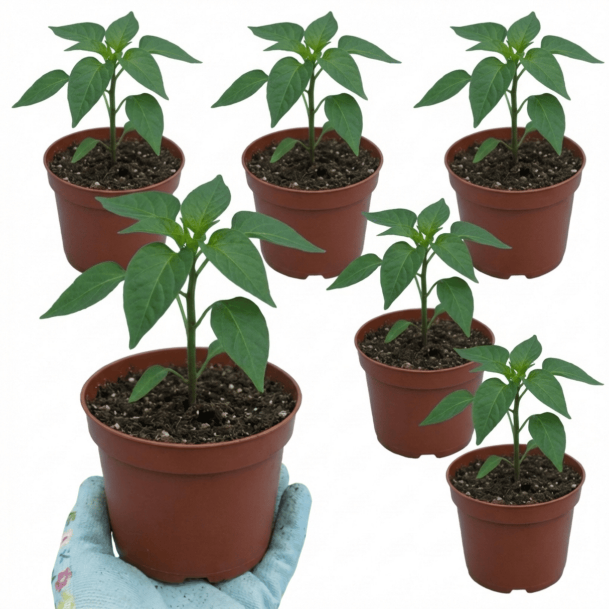 Set of 3 or 6 Large Chilli Pepper Plants - Jalapeno Variety, Ready to Plant in Your Garden - Frankton's