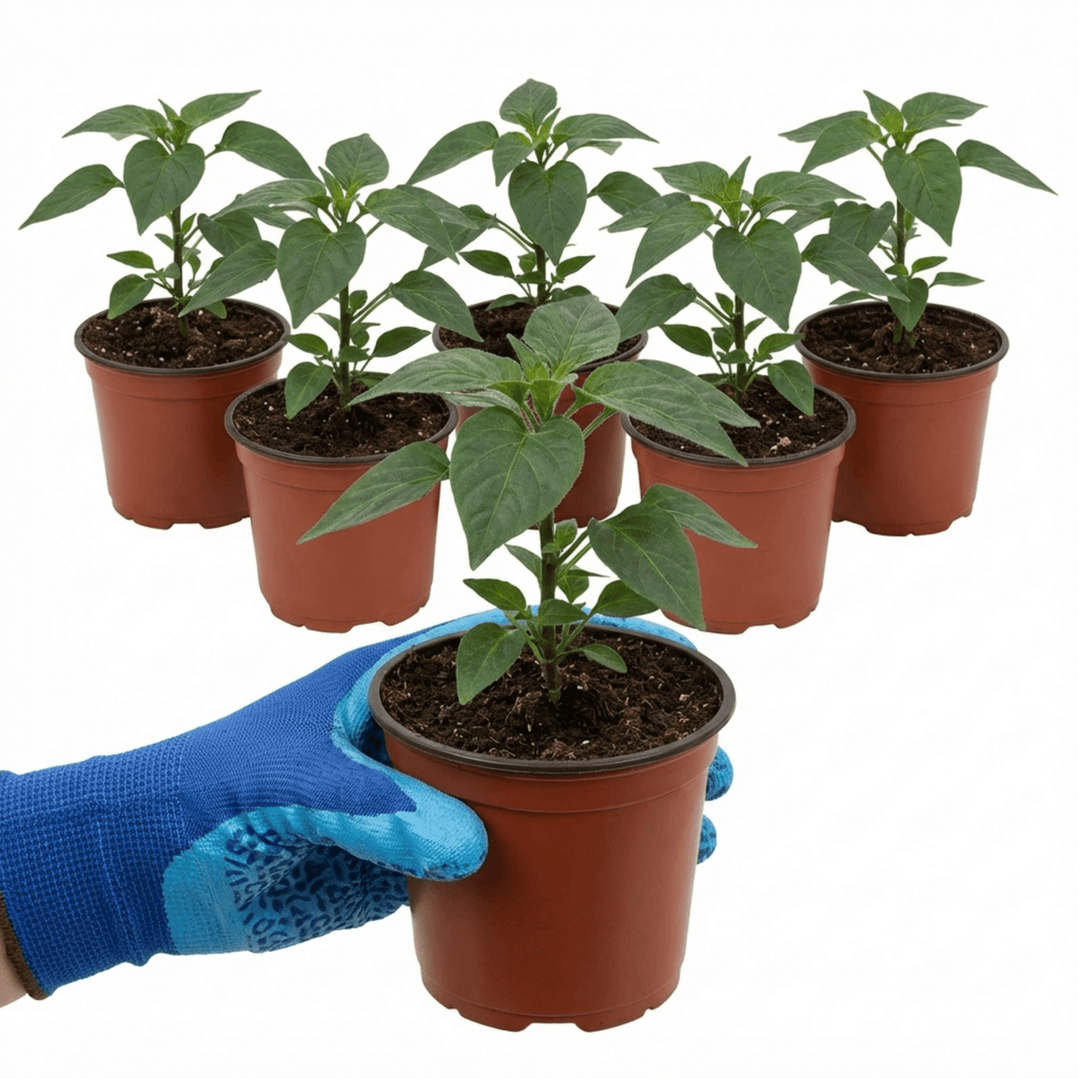 Set of 3 or 6 Large Chilli Pepper Plants - Zimbabwe Black, Ready to Plant in Your Garden - Frankton's