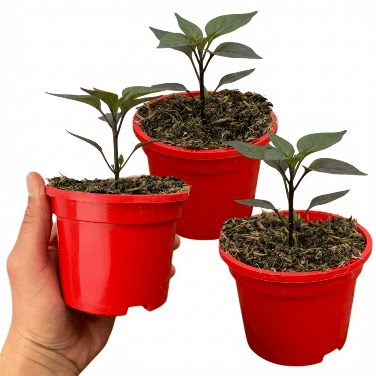 Set of 3 or 6 Large Chilli Pepper Plants - Zimbabwe Black, Ready to Plant in Your Garden - Frankton's