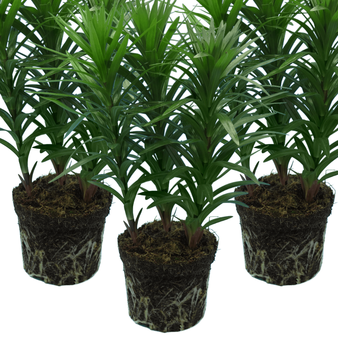 Set of 3 or 6 Large Garden Lily Plants - Asiatic Lily Pink, Ready to Plant in Your Garden - Frankton's