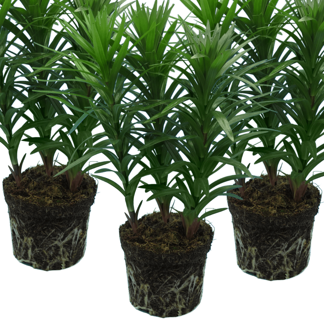Set of 3 or 6 Large Garden Lily Plants - Asiatic Lily Red, Ready to Plant in Your Garden - Frankton's