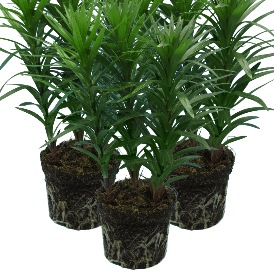 Set of 3 or 6 Large Garden Lily Plants - Asiatic Lily Yellow, Ready to Plant in Your Garden - Frankton's