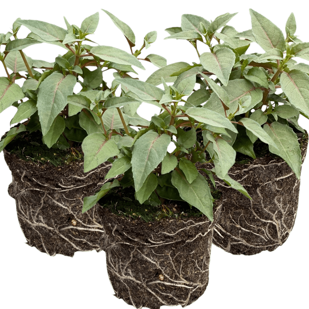 Set of 3 or 6 Large, Garden Ready Plants - Fuchsia Bella Lisa (Pink & White) - Frankton's