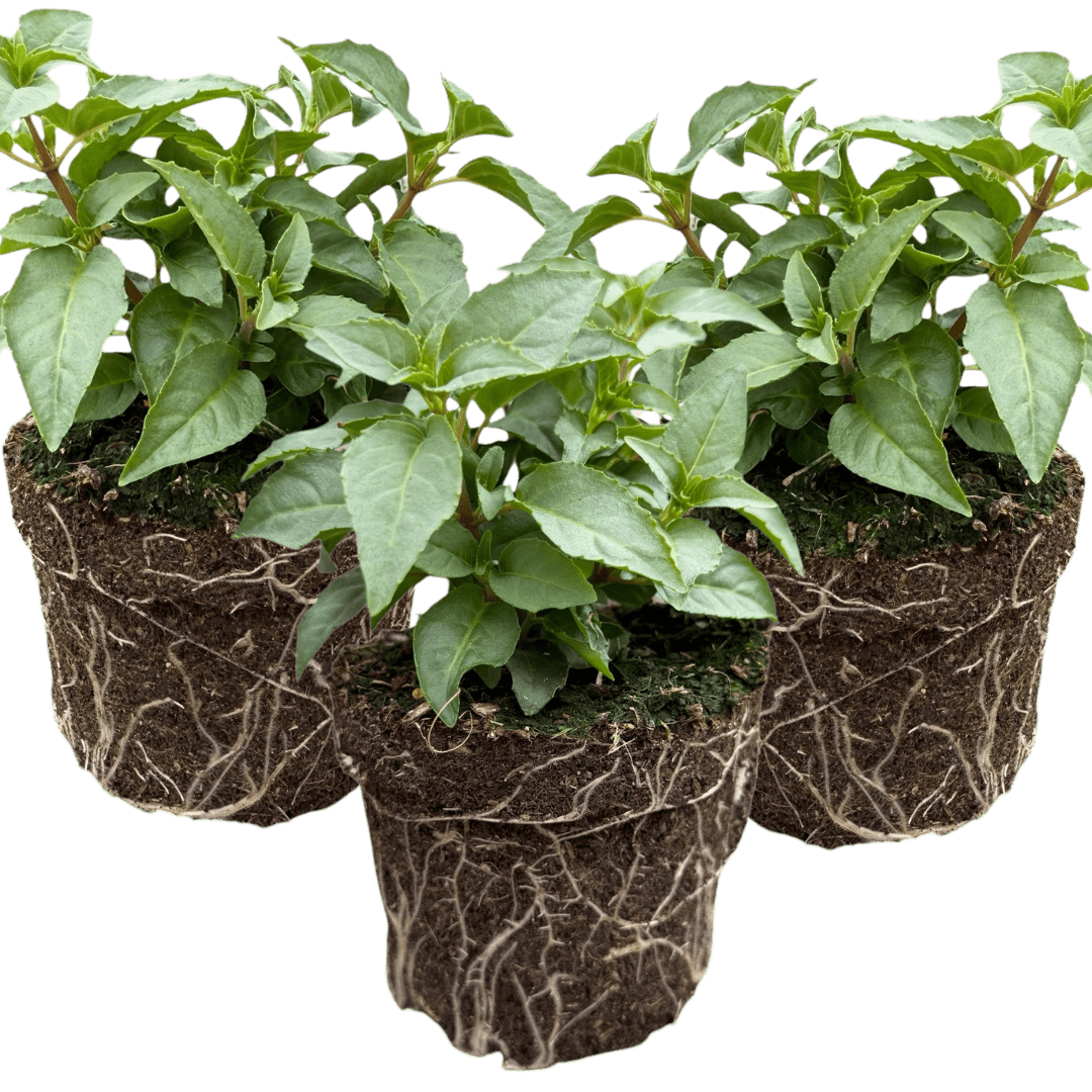 Set of 3 or 6 Large, Garden Ready Plants - Fuchsia Bella Nikita (Rose & Purple) - Frankton's