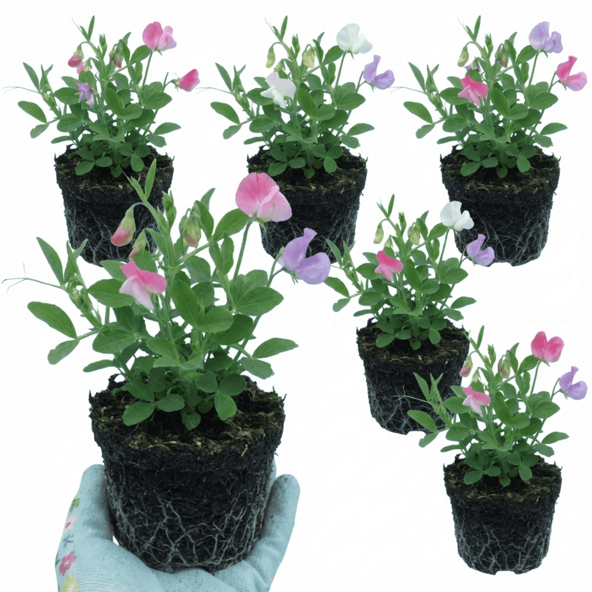 Set of 3 or 6 Large, Garden Ready Plants - Sweet Pea Cupid Mix, 10.5 cm Rootballs - Frankton's
