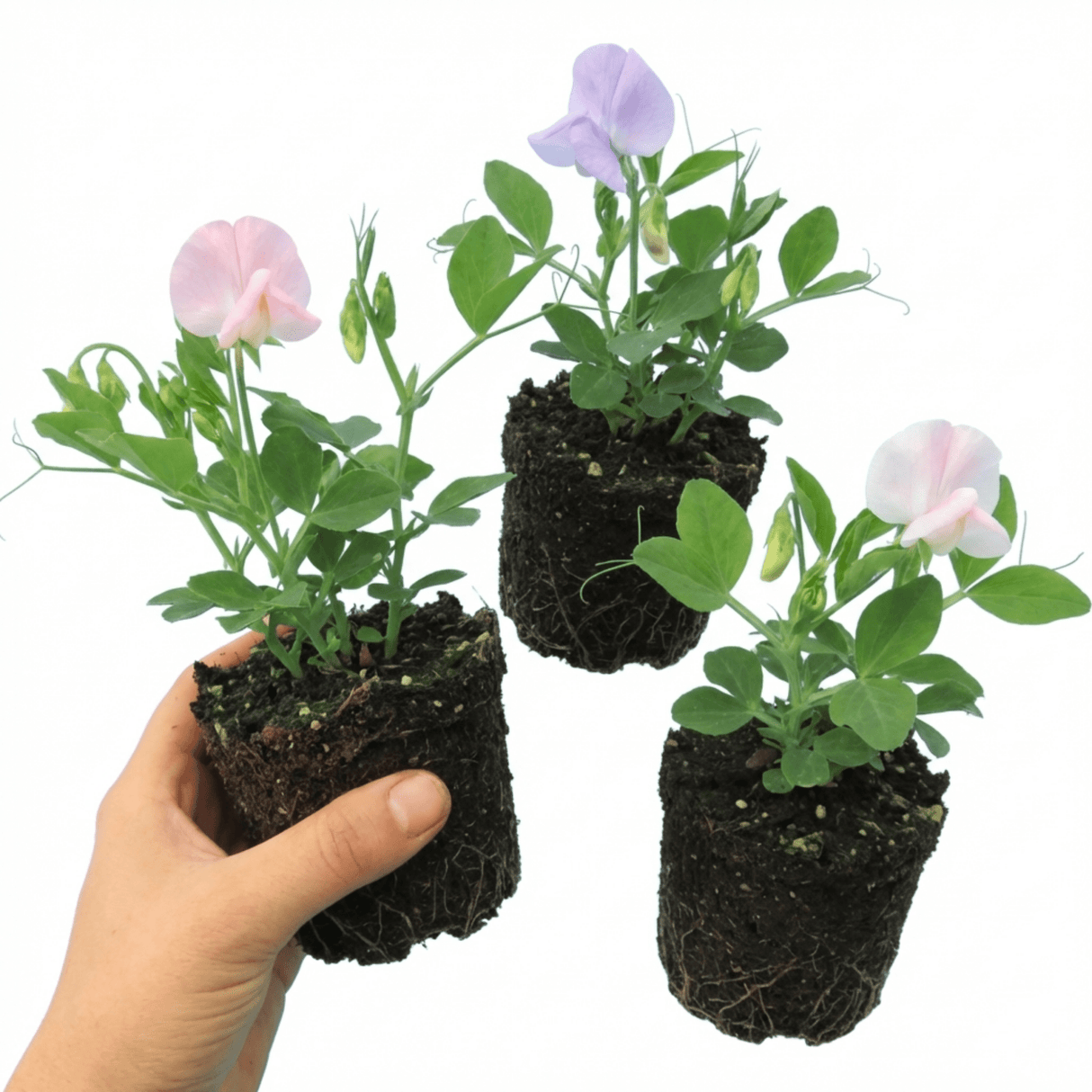 Set of 3 or 6 Large, Garden Ready Plants - Sweet Pea Growers Colour Mix, 10.5 cm - Frankton's