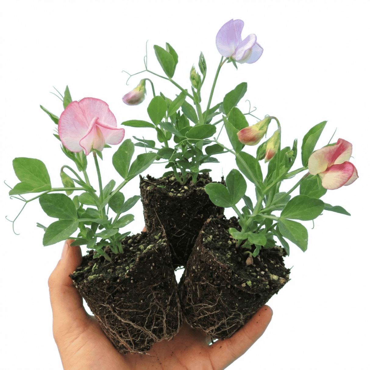 Set of 3 or 6 Large, Garden Ready Plants - Sweet Pea Little Sweetheart Mix, 10.5 cm - Frankton's