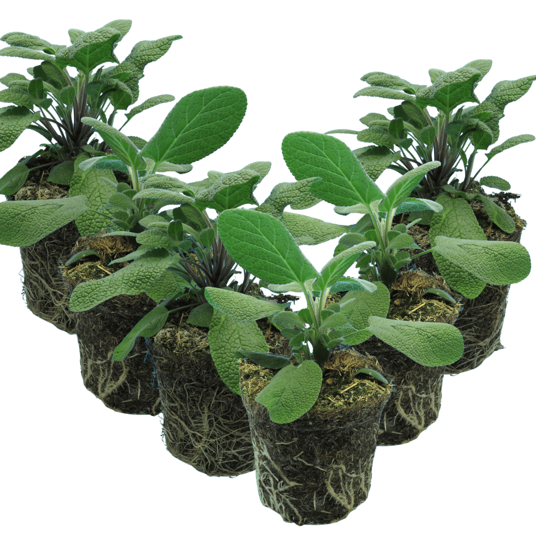 Set of 3 or 6 Large Herb Plants - Sage Grower’s Mix, Ready to Plant in Your Garden, 1L - Frankton's
