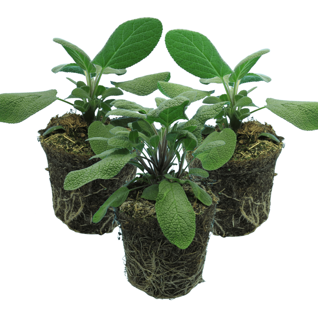 Set of 3 or 6 Large Herb Plants - Sage Grower’s Mix, Ready to Plant in Your Garden, 1L - Frankton's