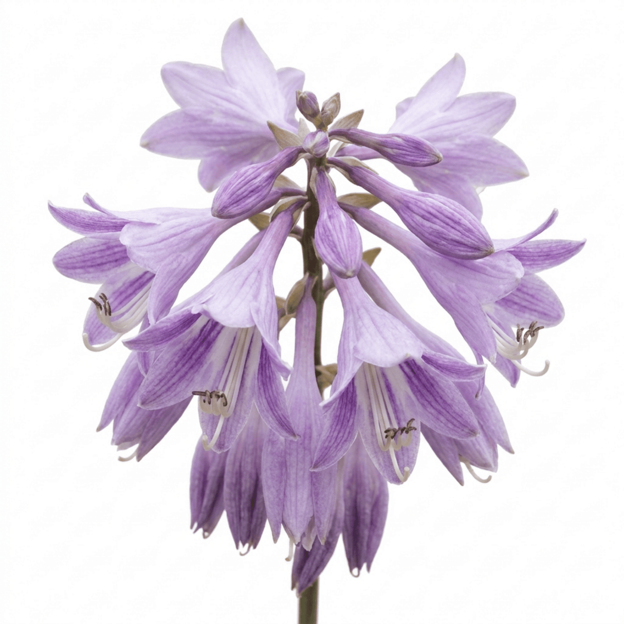 Set of 3 or 6 Large Hosta Growers' Mix Plants, Outdoor Garden Ready Hardy Shade Perennials, 1 Litre Root Ball - Frankton's