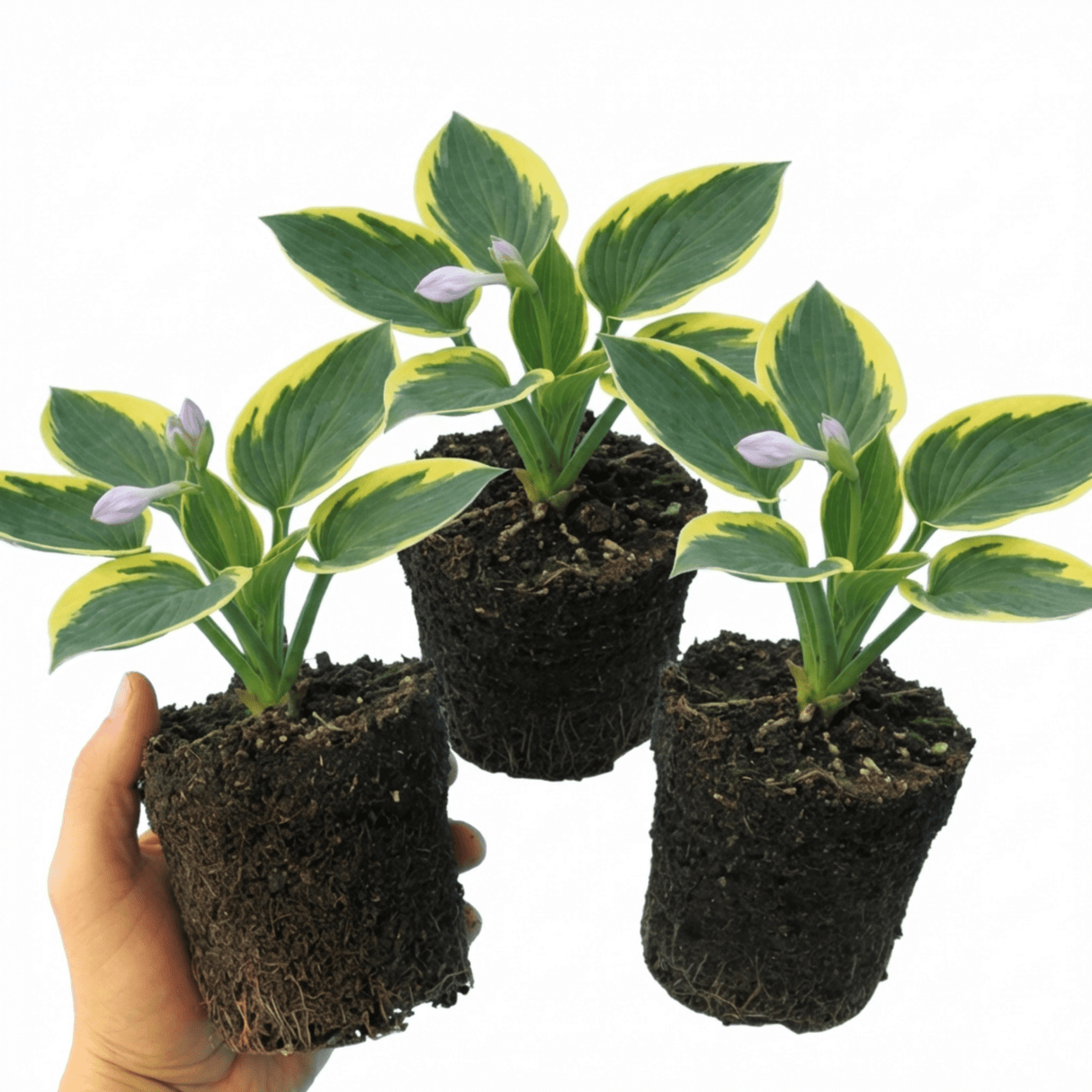 Set of 3 or 6 Large Hosta Plants - Atlantis Plantain Lily, Ready to Plant in Your Garden, 1L - Frankton's