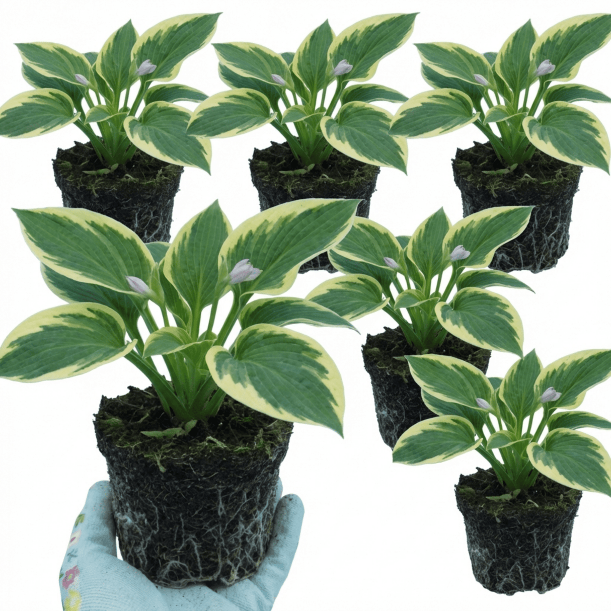 Set of 3 or 6 Large Hosta Plants - Atlantis Plantain Lily, Ready to Plant in Your Garden, 1L - Frankton's