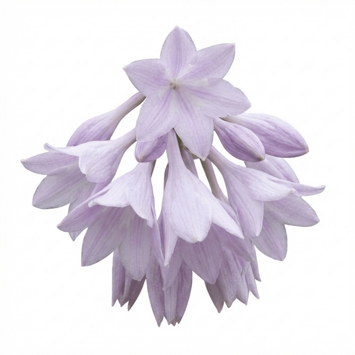 Set of 3 or 6 Large Hosta Plants - Atlantis Plantain Lily, Ready to Plant in Your Garden, 1L - Frankton's