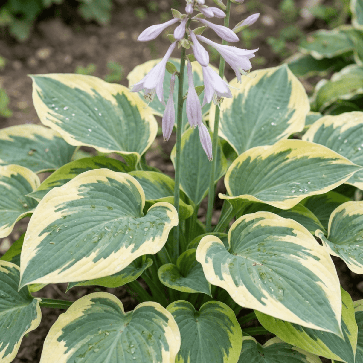 Set of 3 or 6 Large Hosta Plants - First Frost Plantain Lily, Ready to Plant in Your Garden - Frankton's