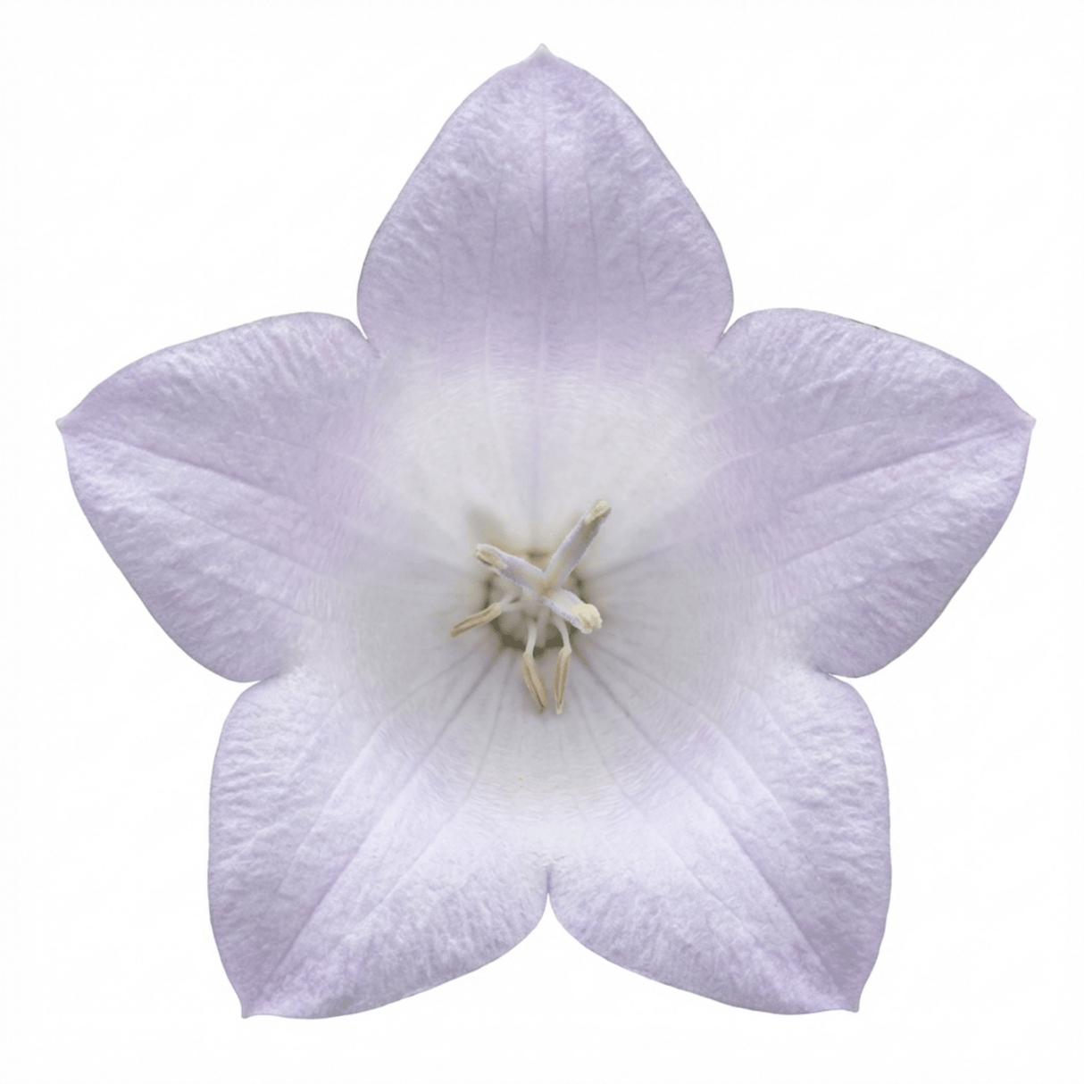 Set of 3 or 6 Large Hosta Plants - First Frost Plantain Lily, Ready to Plant in Your Garden - Frankton's