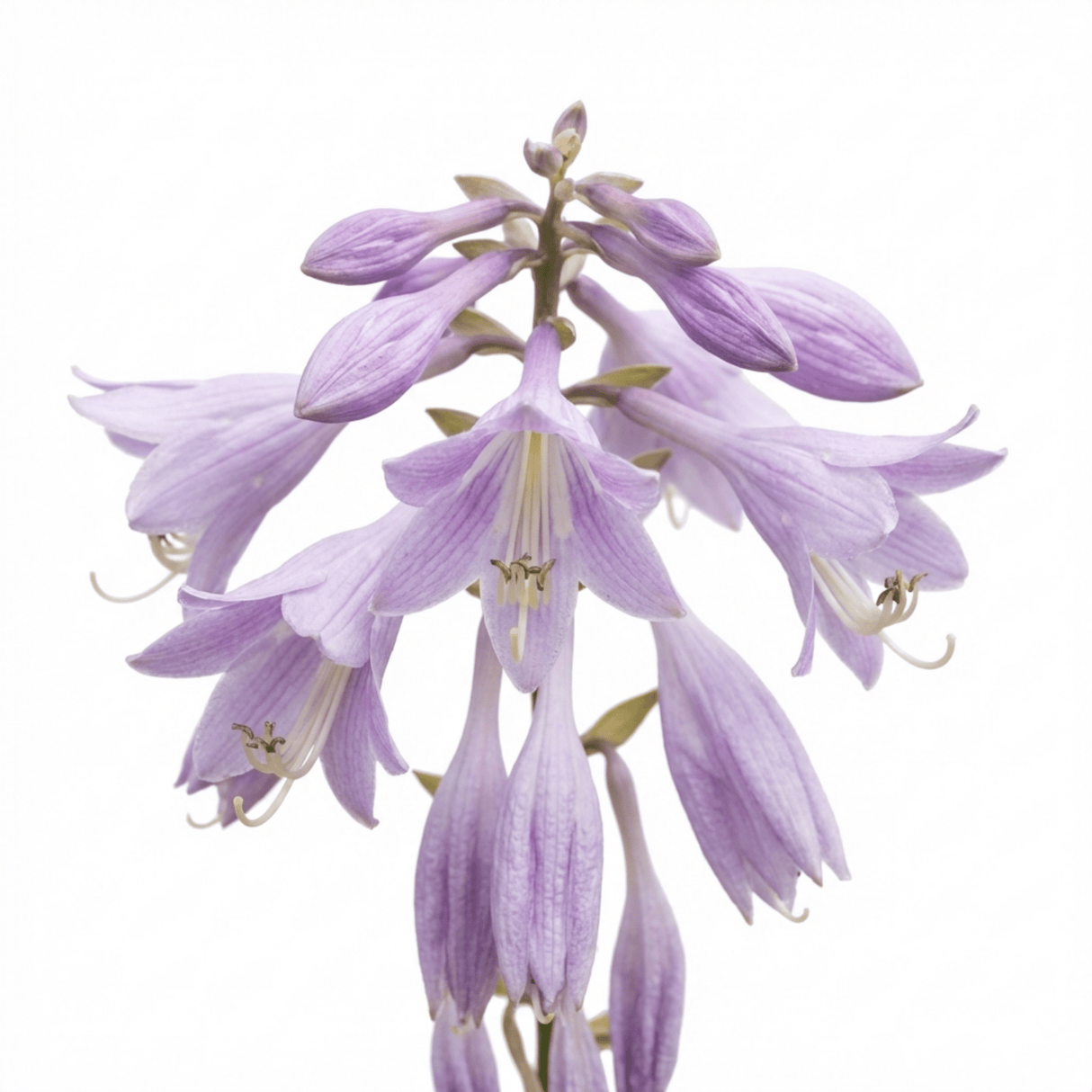 Set of 3 or 6 Large Hosta Plants - Francee Plantain Lily, Ready to Plant in Your Garden, 1L - Frankton's