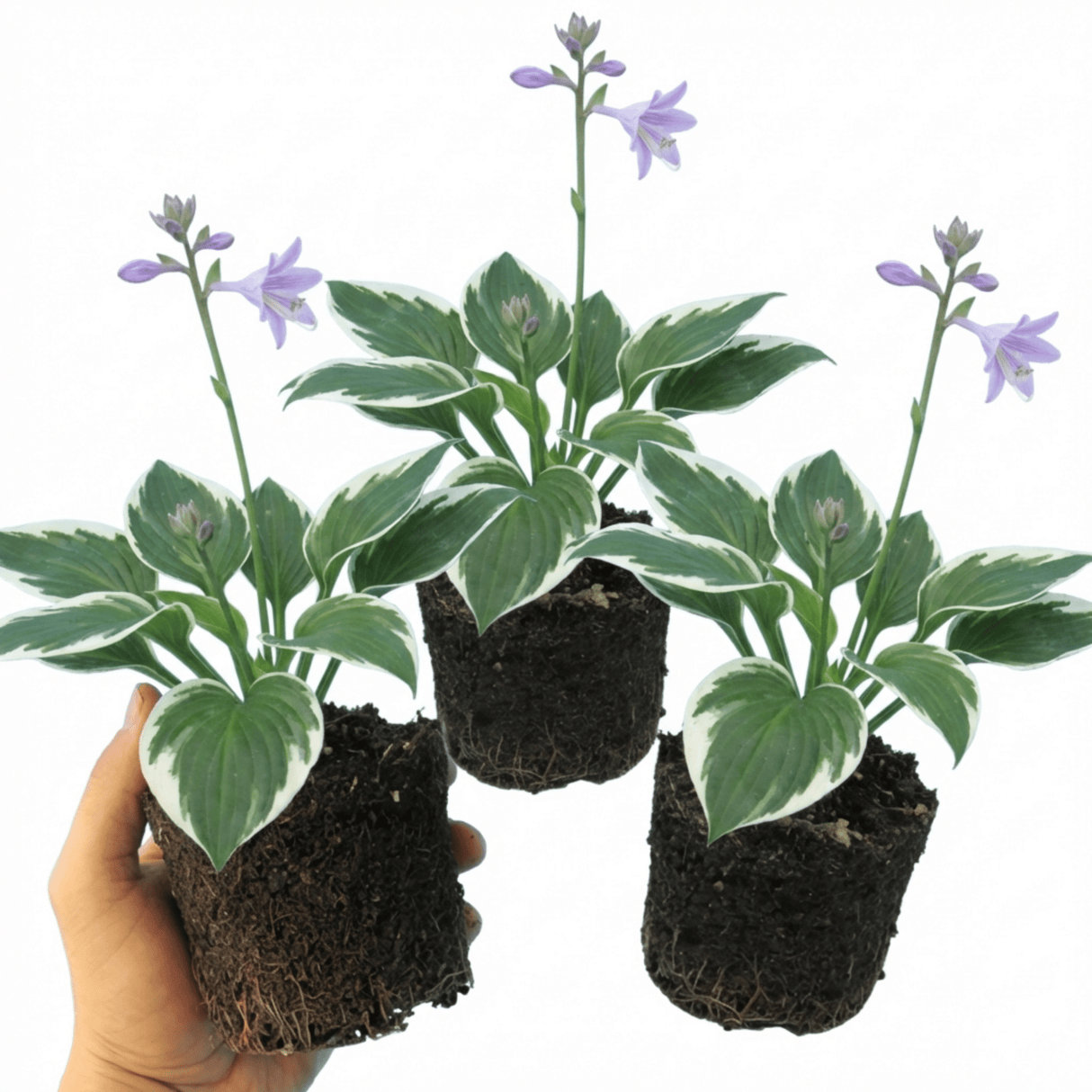 Set of 3 or 6 Large Hosta Plants - Francee Plantain Lily, Ready to Plant in Your Garden, 1L - Frankton's