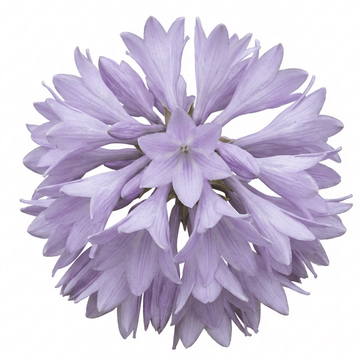Set of 3 or 6 Large Hosta Plants - Paul's Glory Plantain Lily, Ready to Plant in Your Garden - Frankton's
