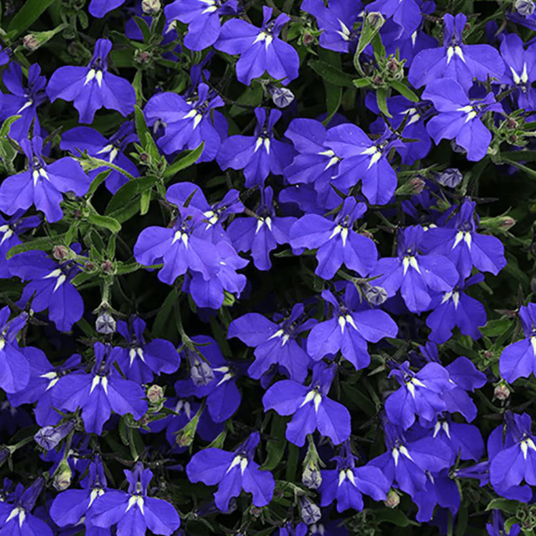 Set of 3 or 6 Large Lobelia Plants - Sweet Springs Dark Blue, Ready to Plant in Your Garden - Frankton's