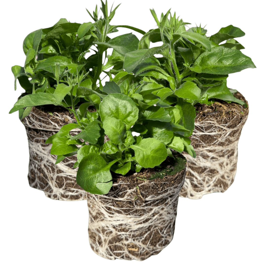 Set of 3 or 6 Large Lobelia Plants - Sweet Springs Dark Blue, Ready to Plant in Your Garden - Frankton's