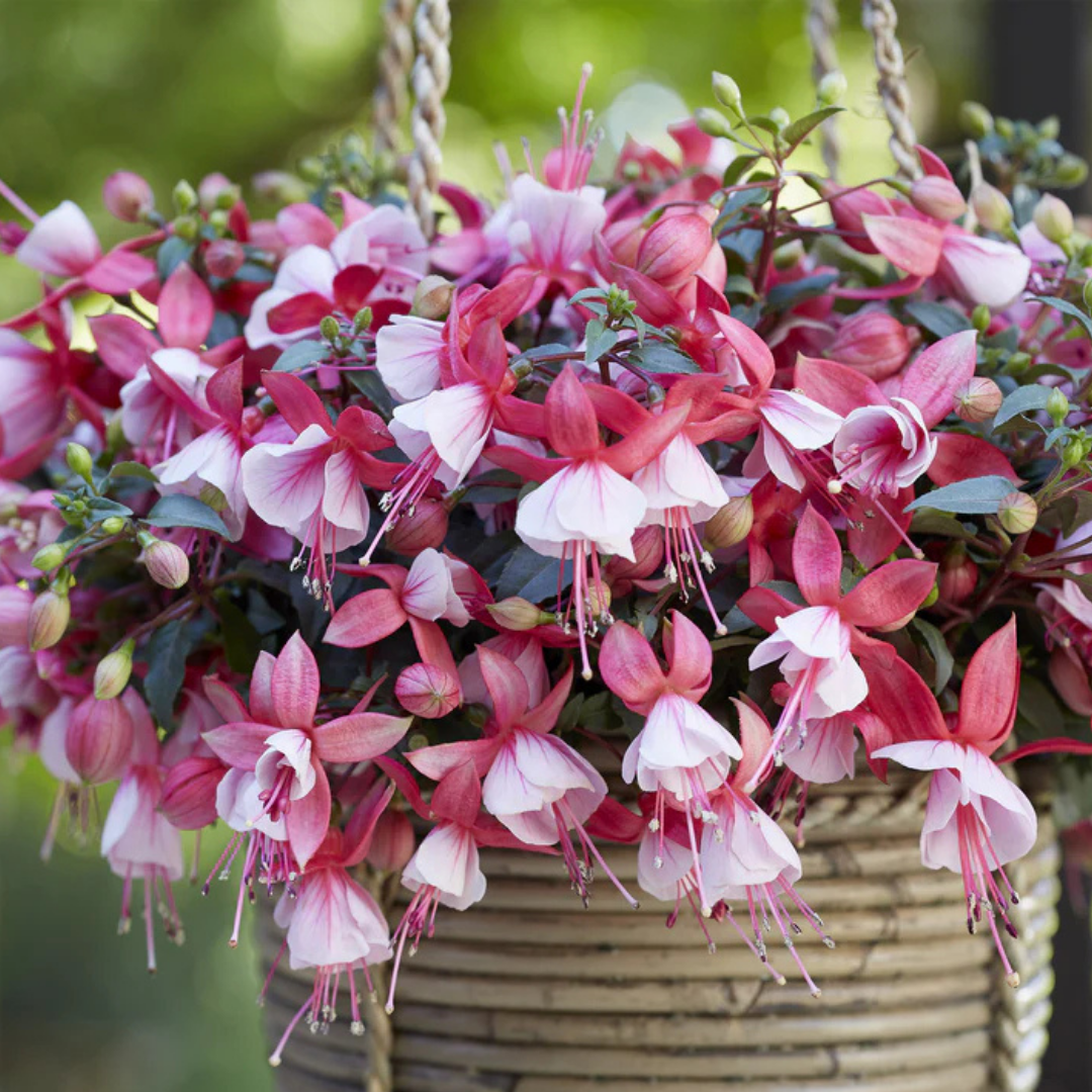 Set of 3 or 6 Large, Outdoor Garden Ready Plants - Fuchsia Bella Hilda (Pink & White) - Frankton's