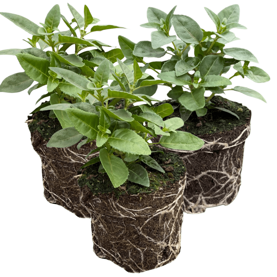 Set of 3 or 6 Large, Outdoor Garden Ready Plants - Fuchsia Bella Susanna (Rose & Violet) - Frankton's