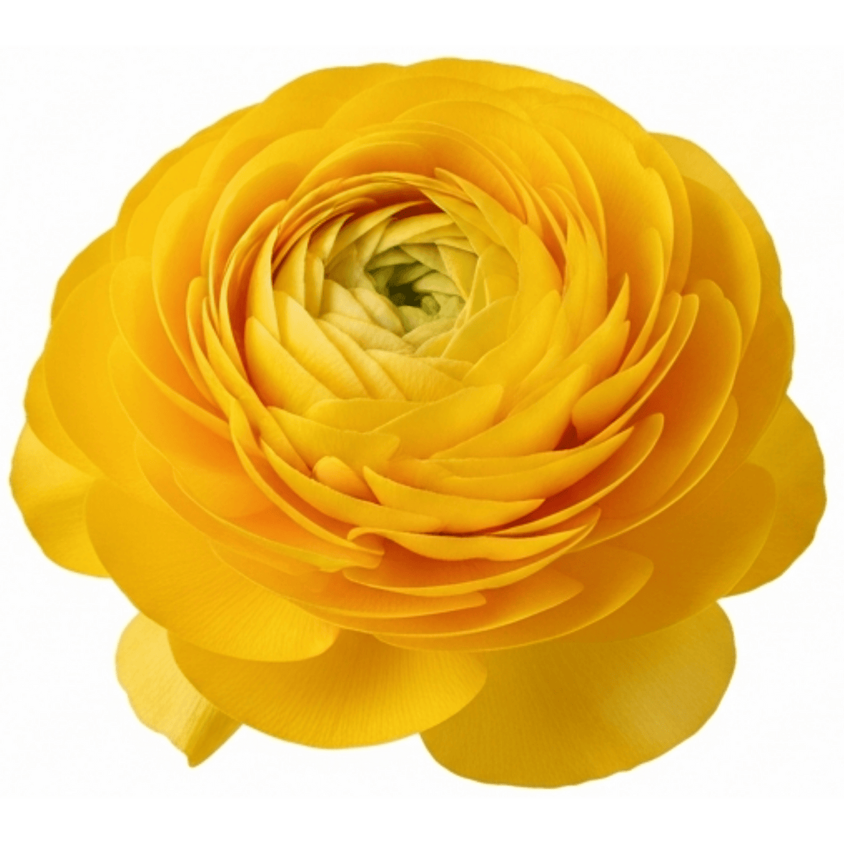 Set of 3 or 6 Large, Outdoor Garden Ready Plants - Rannunculus Vortex Golden Yellow - Frankton's