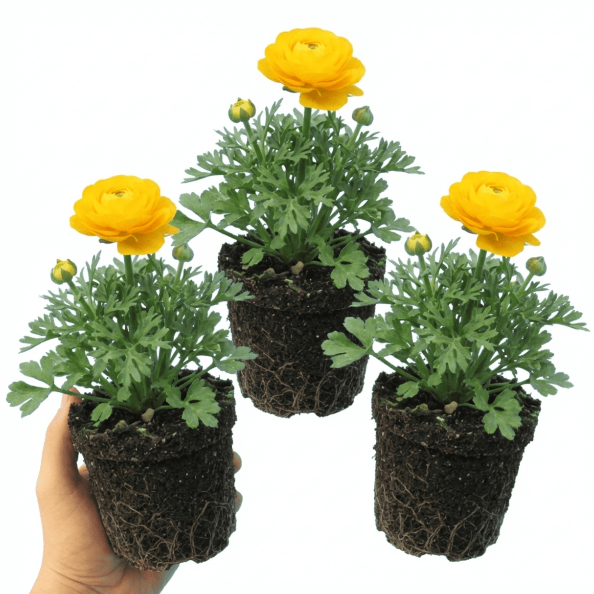 Set of 3 or 6 Large, Outdoor Garden Ready Plants - Rannunculus Vortex Golden Yellow - Frankton's