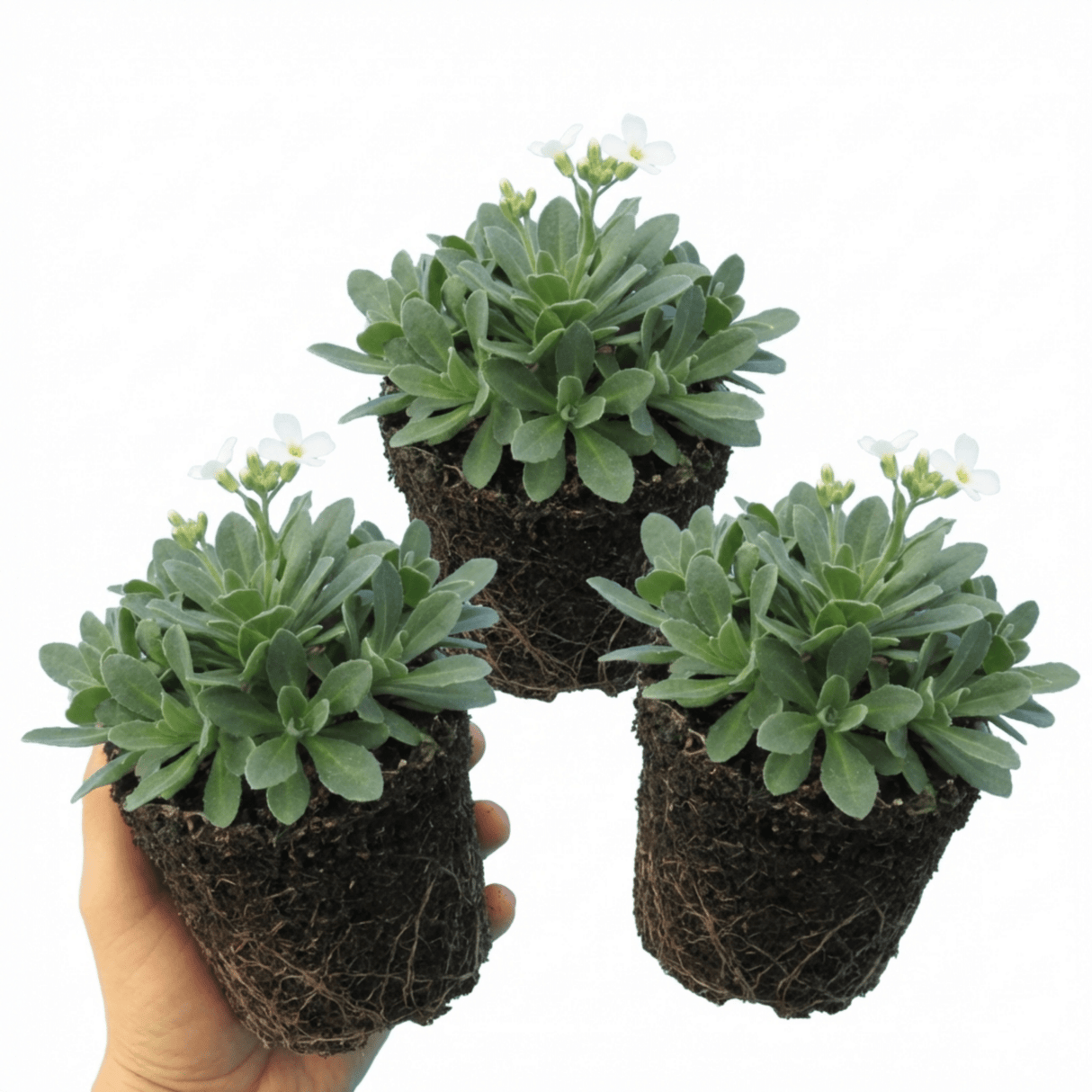 Set of 3 or 6 Large Plants - Arabis Aubris White, Ready to Plant in Your Garden, 1L - Frankton's