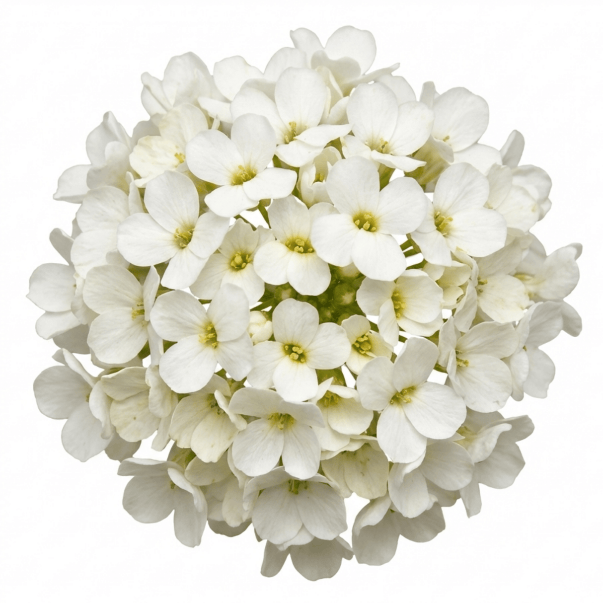 Set of 3 or 6 Large Plants - Arabis Aubris White, Ready to Plant in Your Garden, 1L - Frankton's