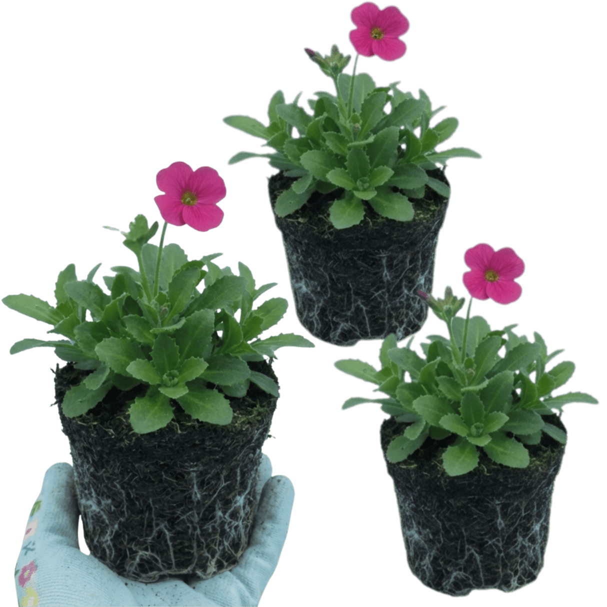 Set of 3 or 6 Large Plants - Arabis Barranca Deep Rose, Ready to Plant in Your Garden, 1L - Frankton's