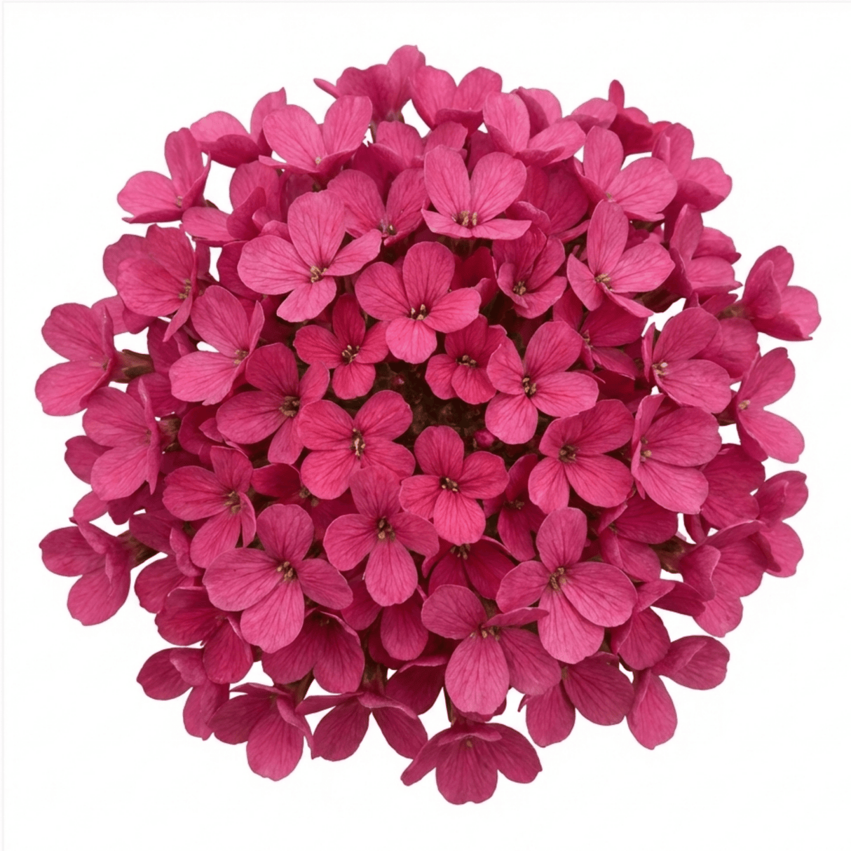 Set of 3 or 6 Large Plants - Arabis Barranca Deep Rose, Ready to Plant in Your Garden, 1L - Frankton's