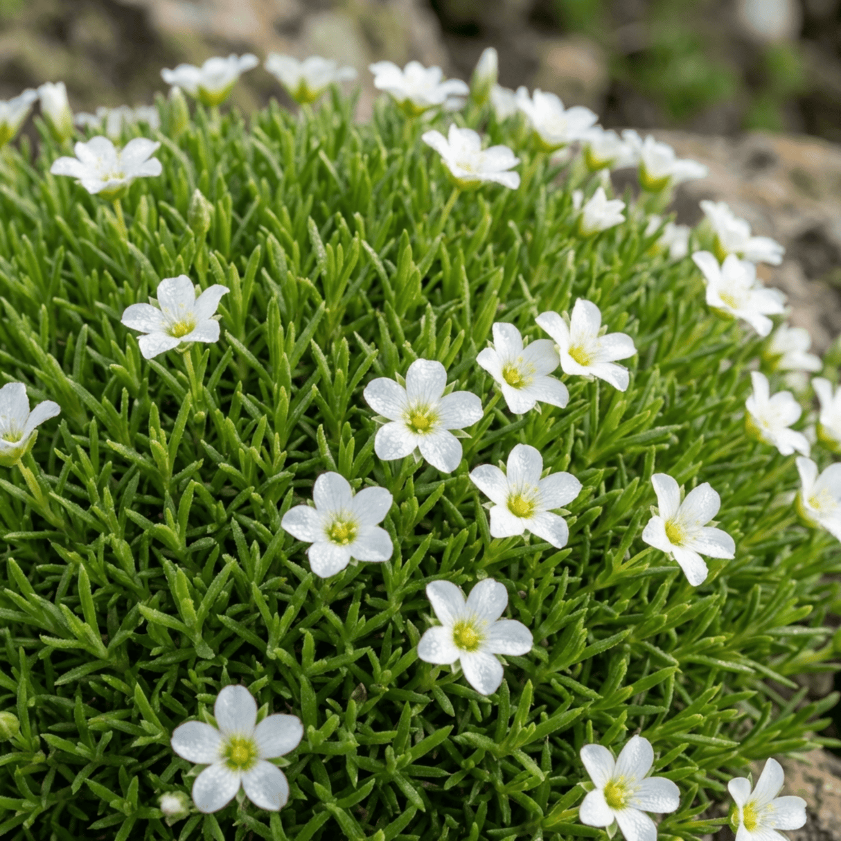 Set of 3 or 6 Large Plants - Arenaria Ronda, Ready to Plant in Your Garden, 1L - Frankton's