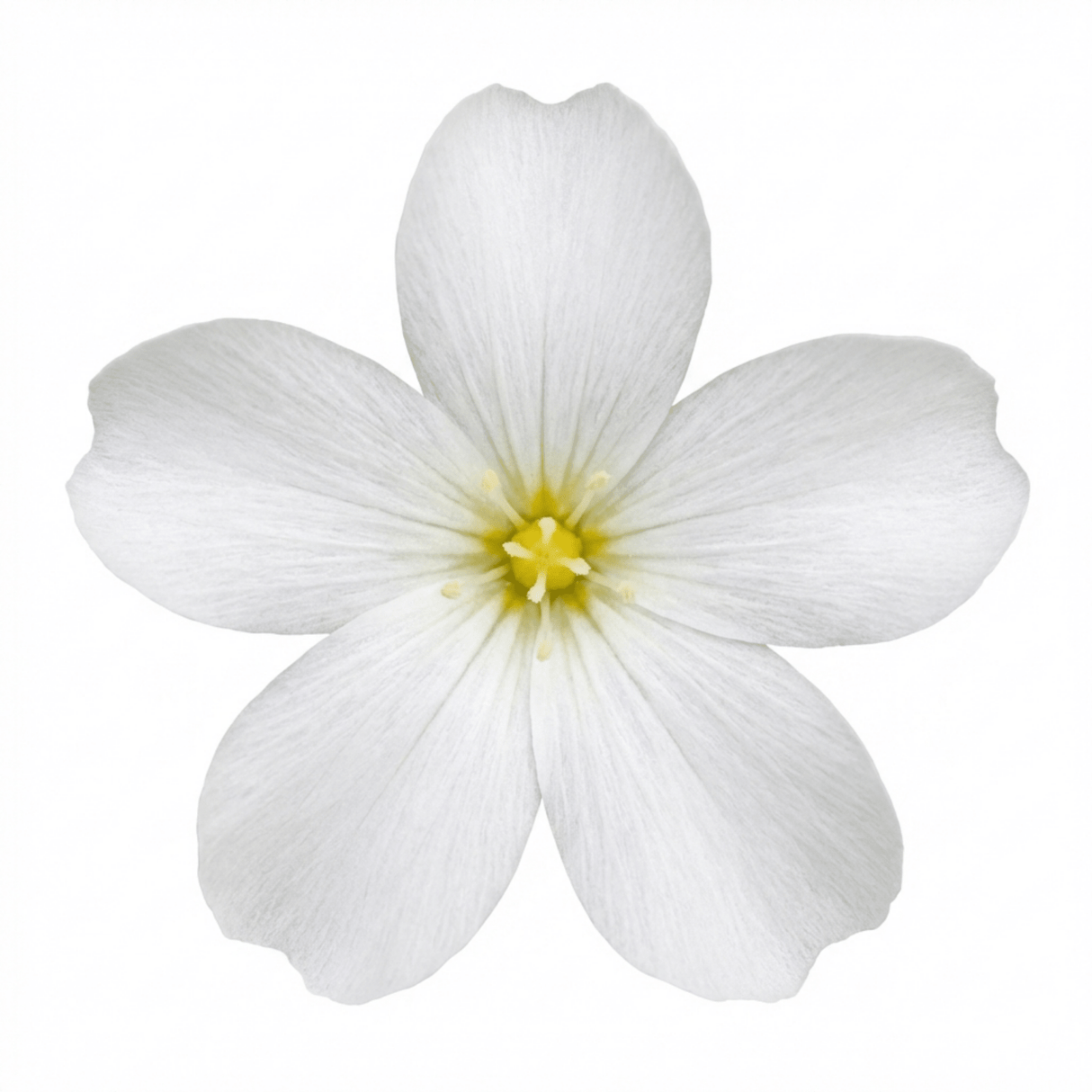 Set of 3 or 6 Large Plants - Arenaria Ronda, Ready to Plant in Your Garden, 1L - Frankton's