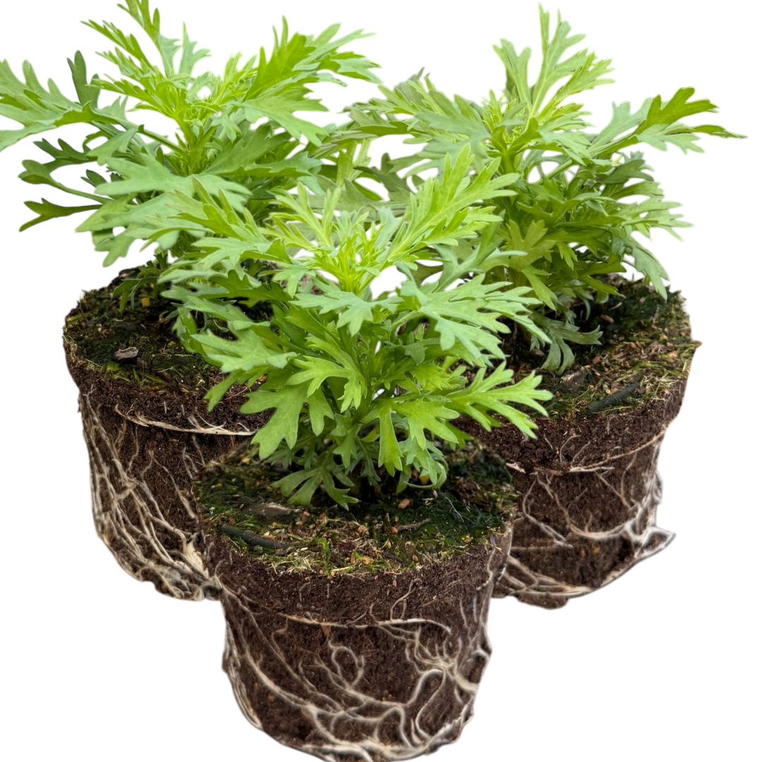 Set of 3 or 6 Large Plants - Argyranthemum Madeira Yellow, Outdoor Garden Ready - Frankton's