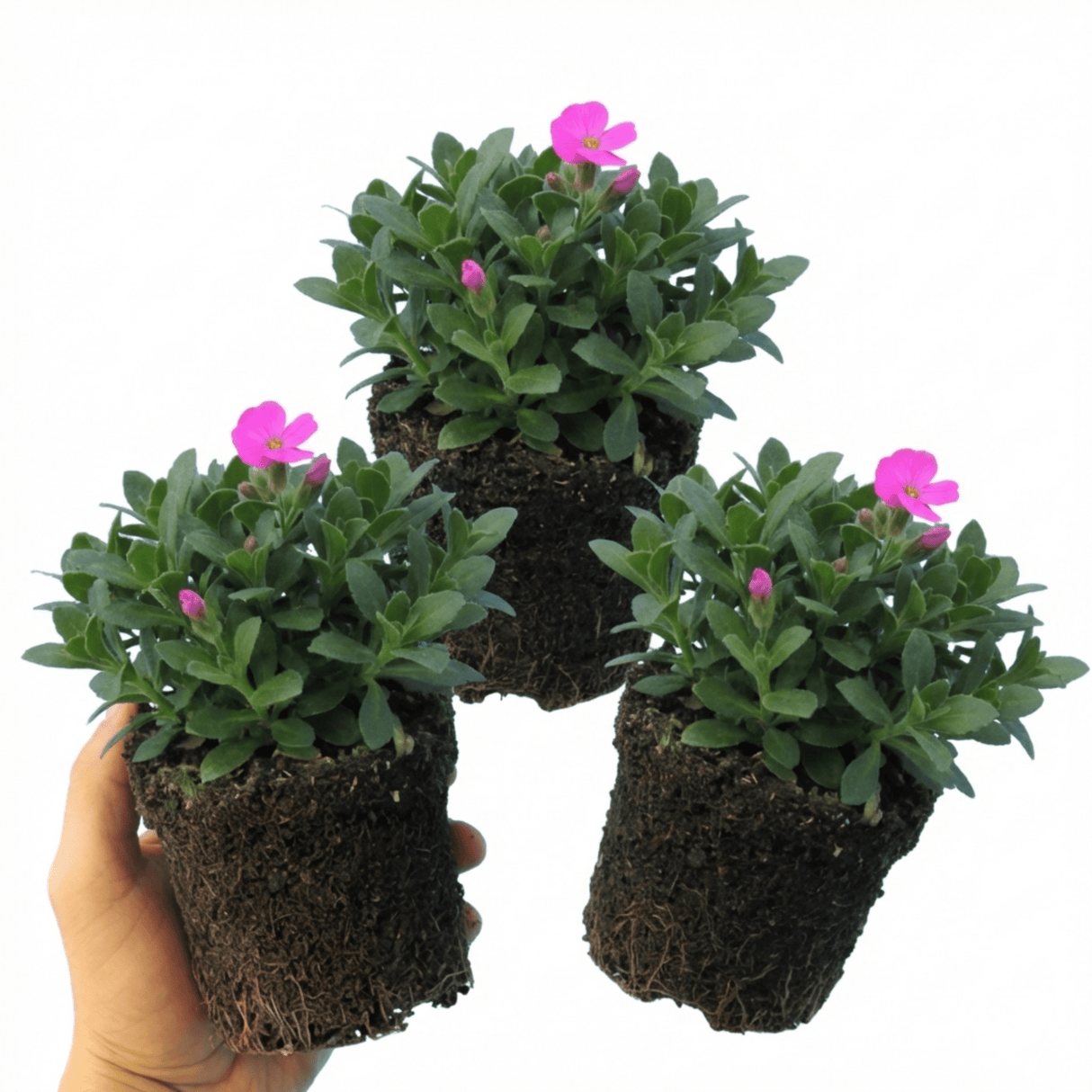 Set of 3 or 6 Large Plants - Aubrieta Florado Neon Pink, Ready to Plant in Your Garden, 1L - Frankton's