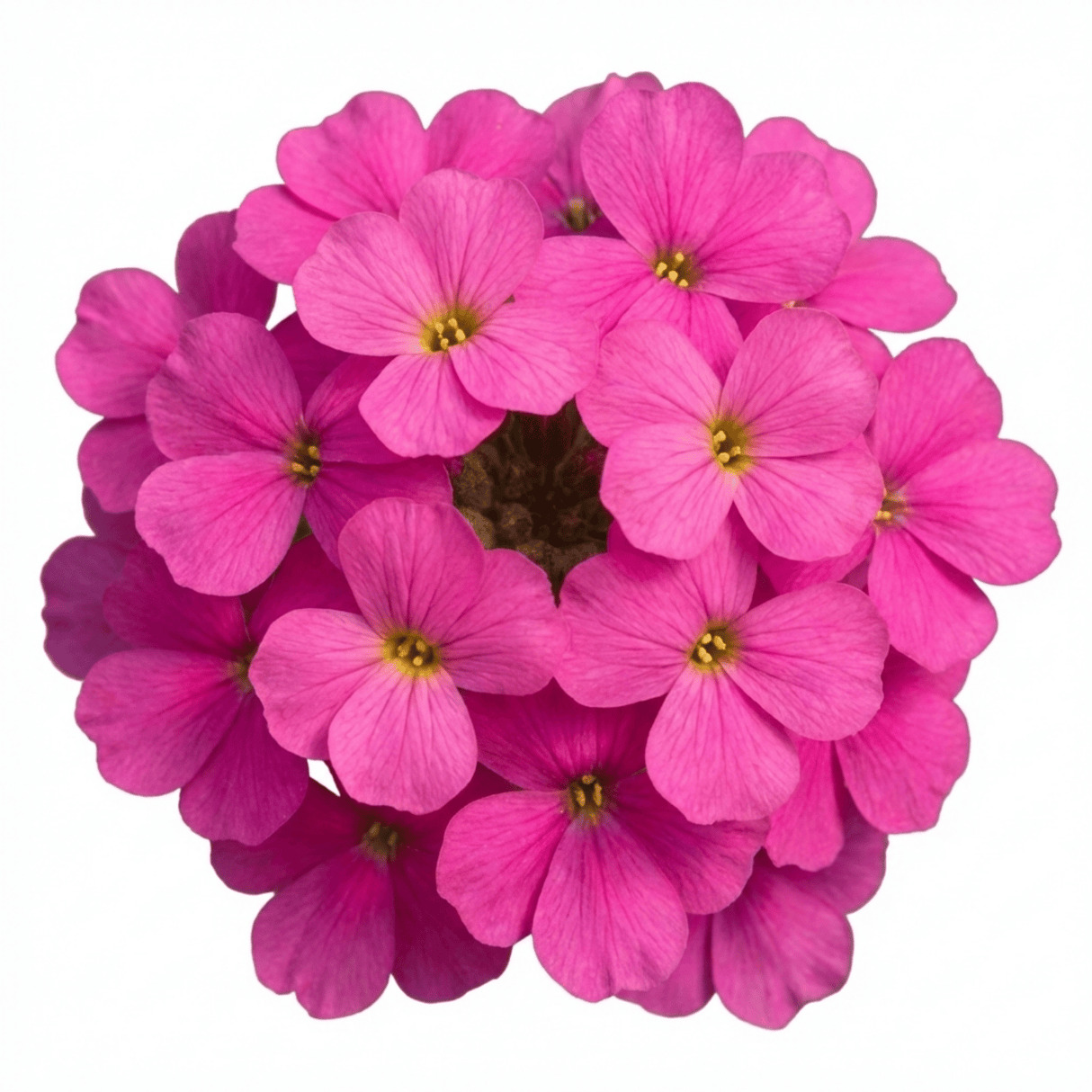 Set of 3 or 6 Large Plants - Aubrieta Florado Neon Pink, Ready to Plant in Your Garden, 1L - Frankton's