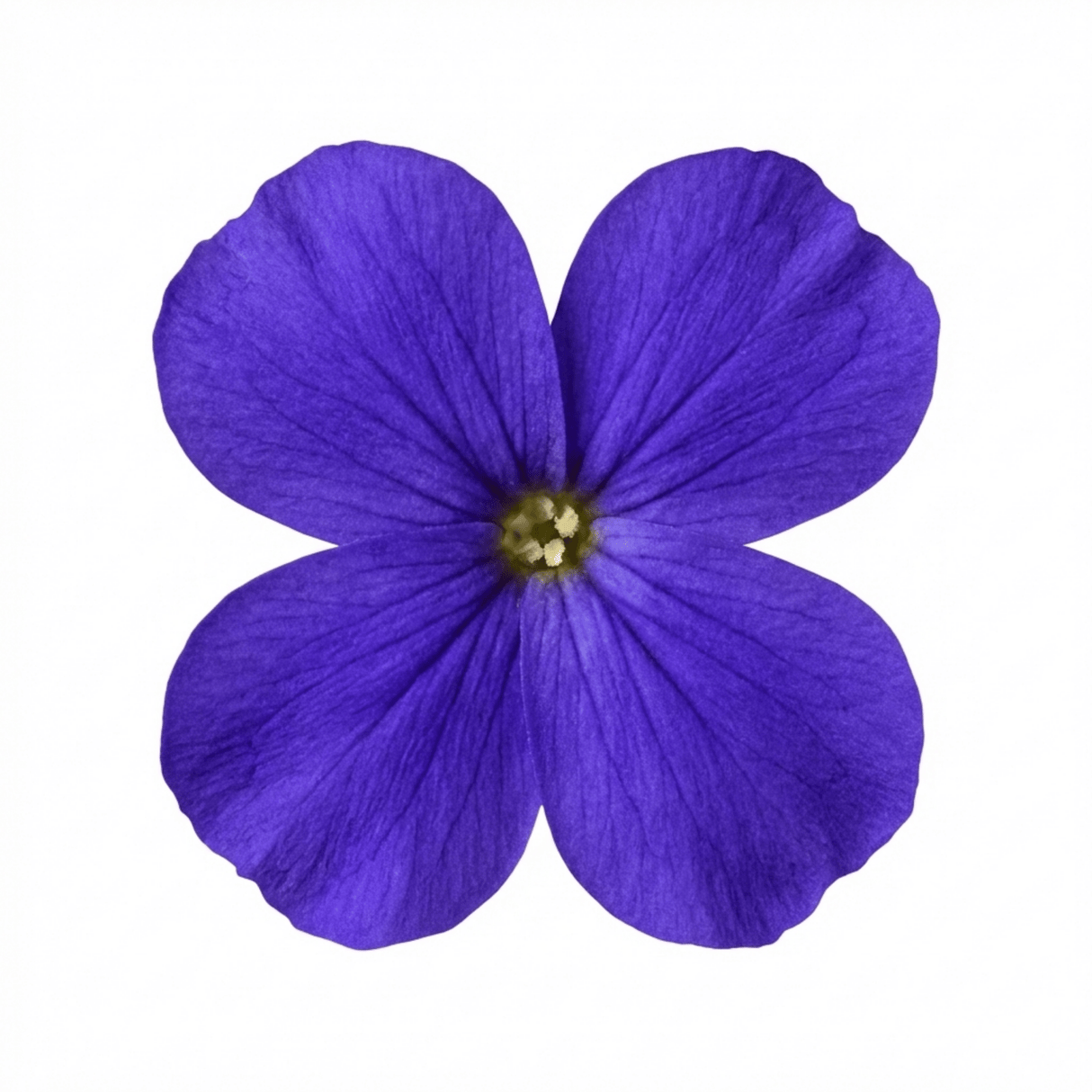 Set of 3 or 6 Large Plants - Aubrieta Kitte Blue, Ready to Plant in Your Garden, 1L - Frankton's