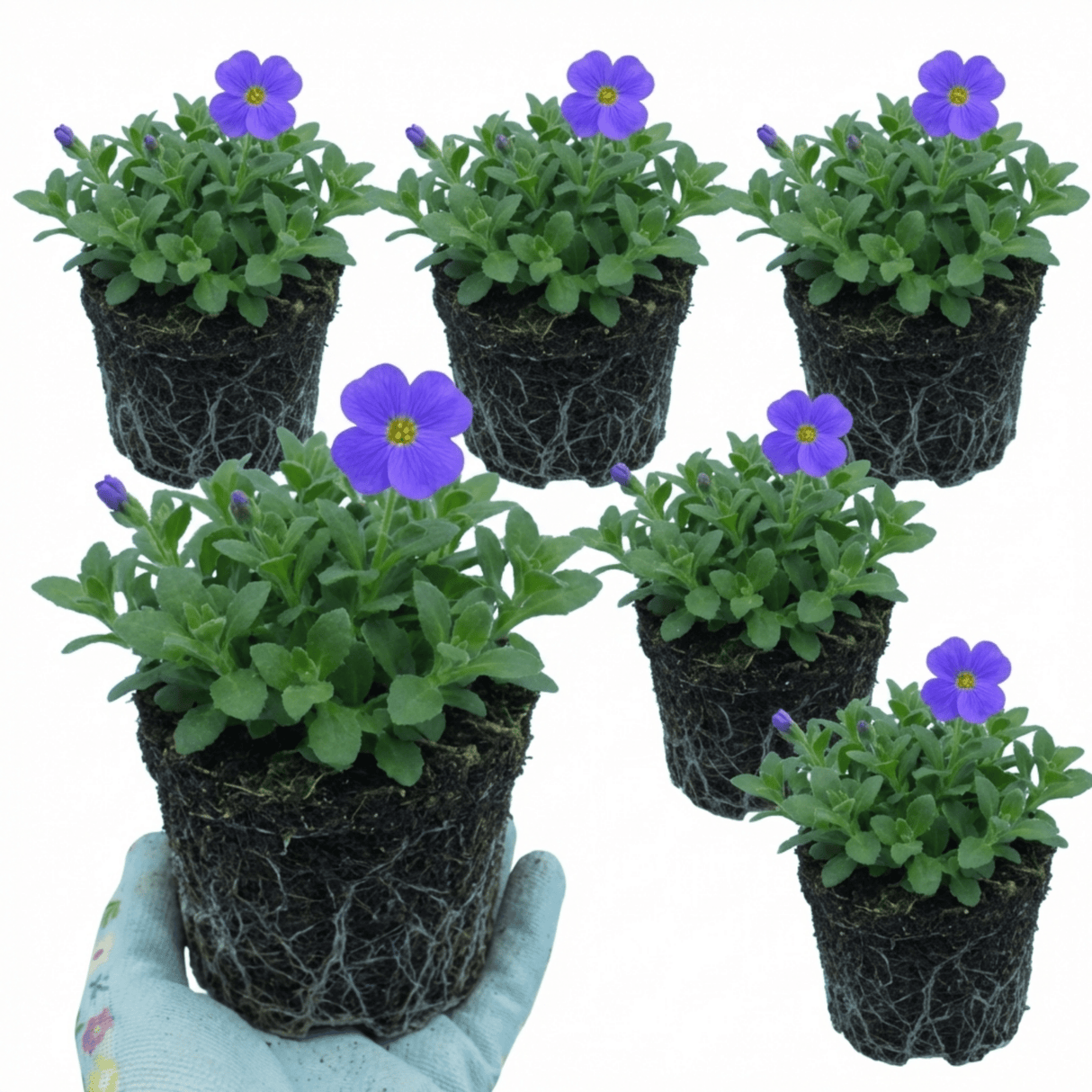 Set of 3 or 6 Large Plants - Aubrieta Kitte Blue, Ready to Plant in Your Garden, 1L - Frankton's